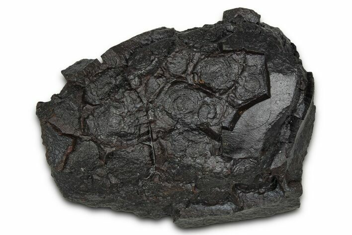 Dragon Scale Stone (Iron, Manganese, Siderite Nodule) #350187